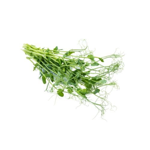 Micro Dill - simplePlant
