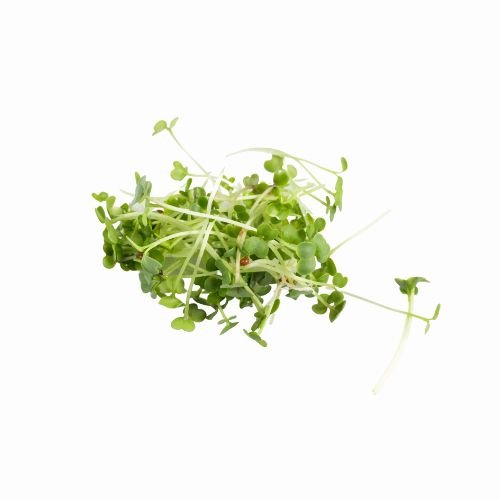 Micro Grüner Brokkoli - simplePlant